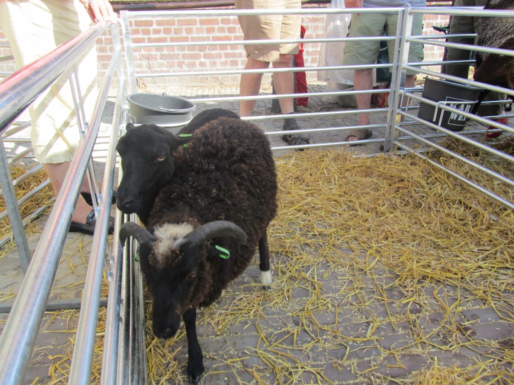 west-friese-folkore-dag-2013-skudde-schapen-10