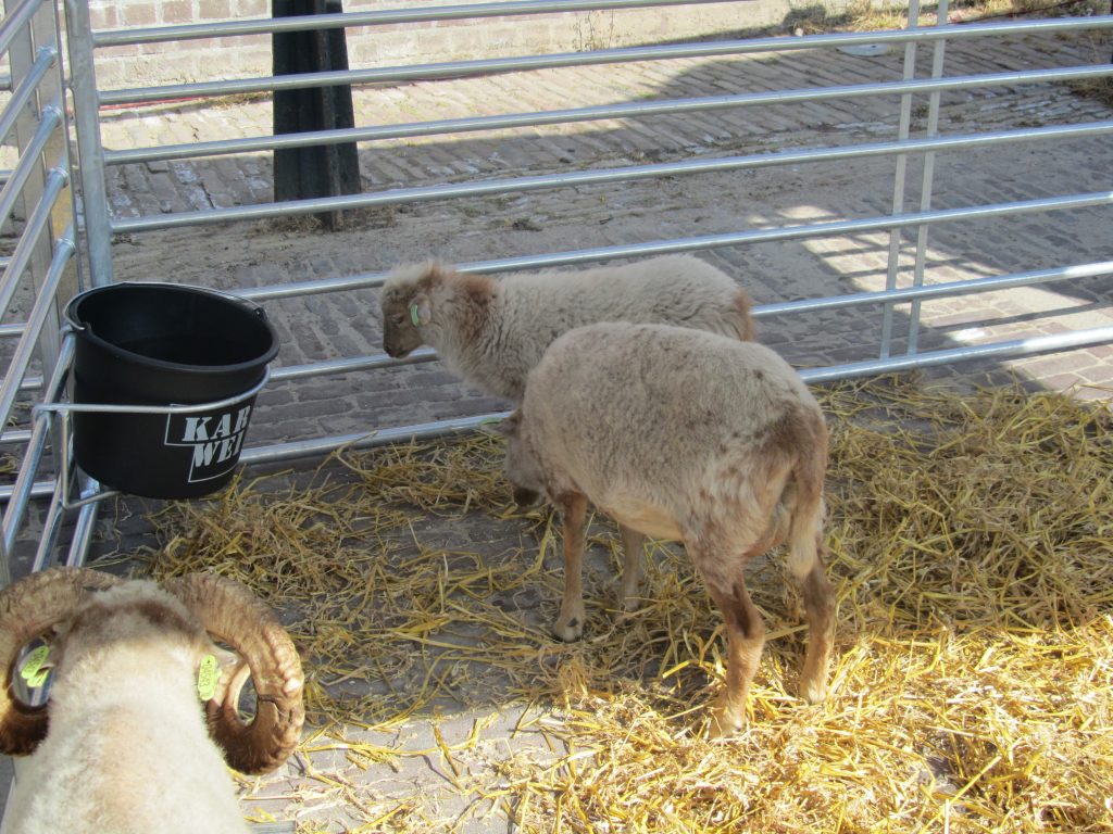 west-friese-folkore-dag-2013-skudde-schapen-6