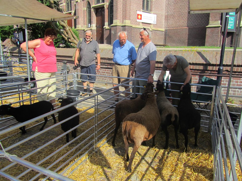 west-friese-folkore-dag-2013-skudde-schapen-8
