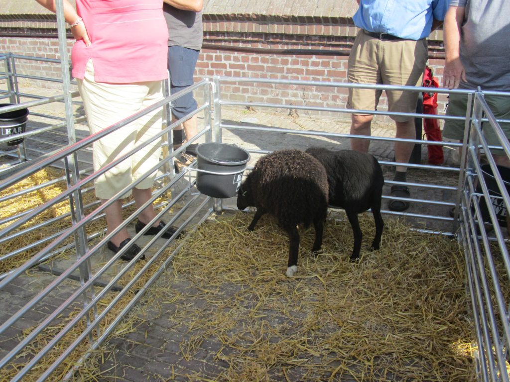 west-friese-folkore-dag-2013-skudde-schapen-9