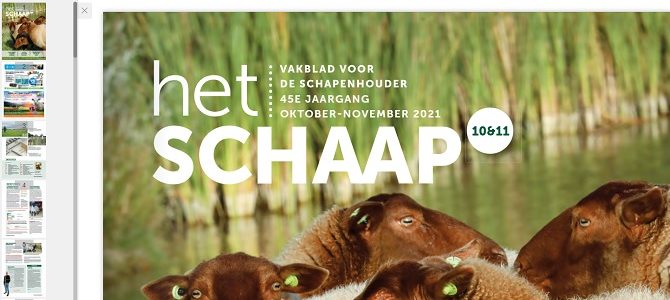 Het (digitale) schaap